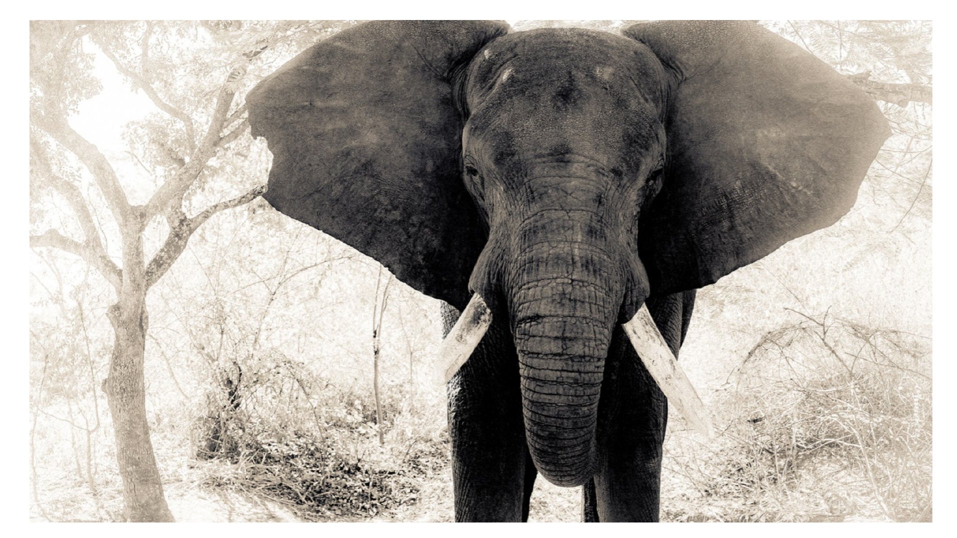 Elephant Brush