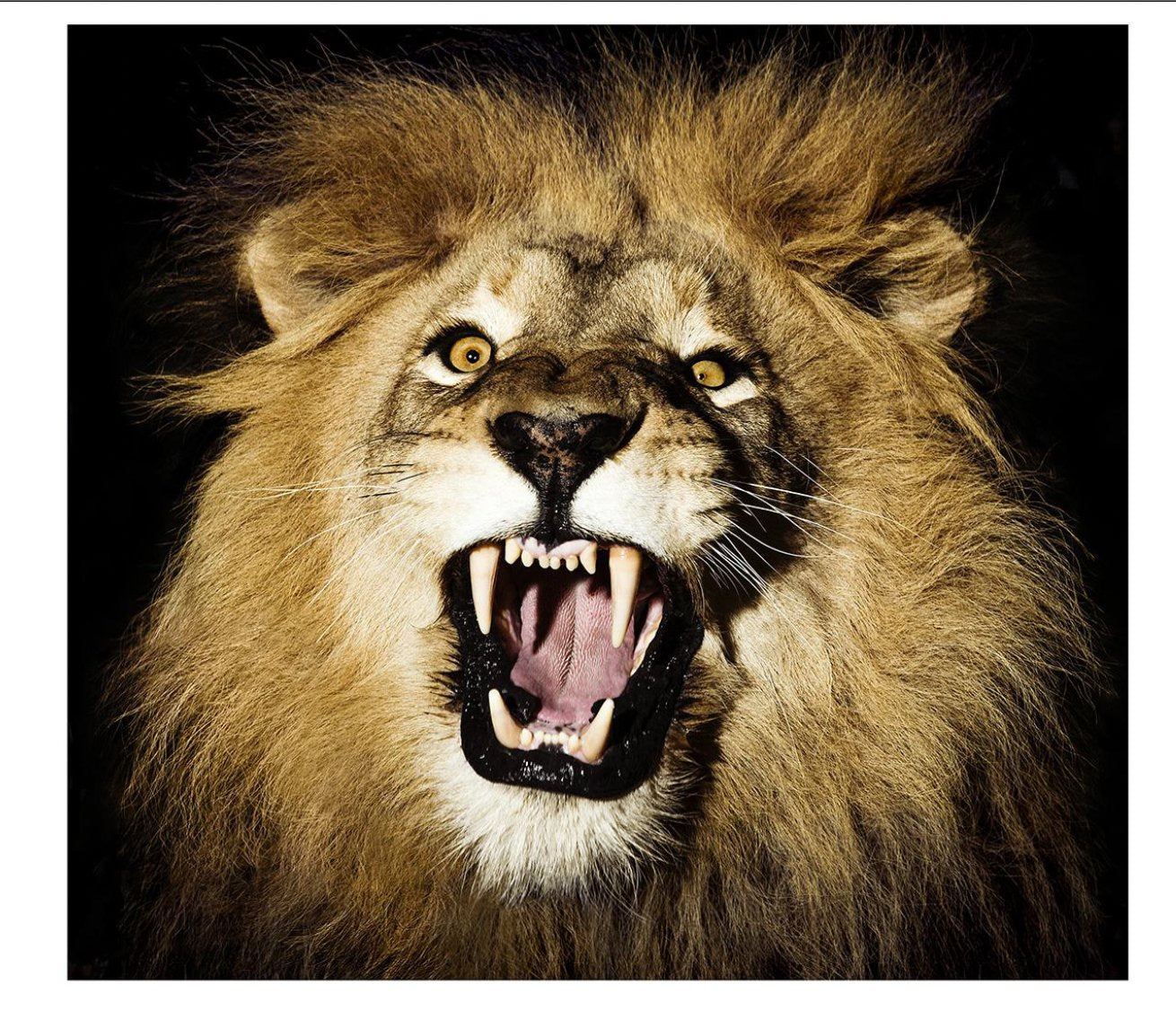 Lion 1