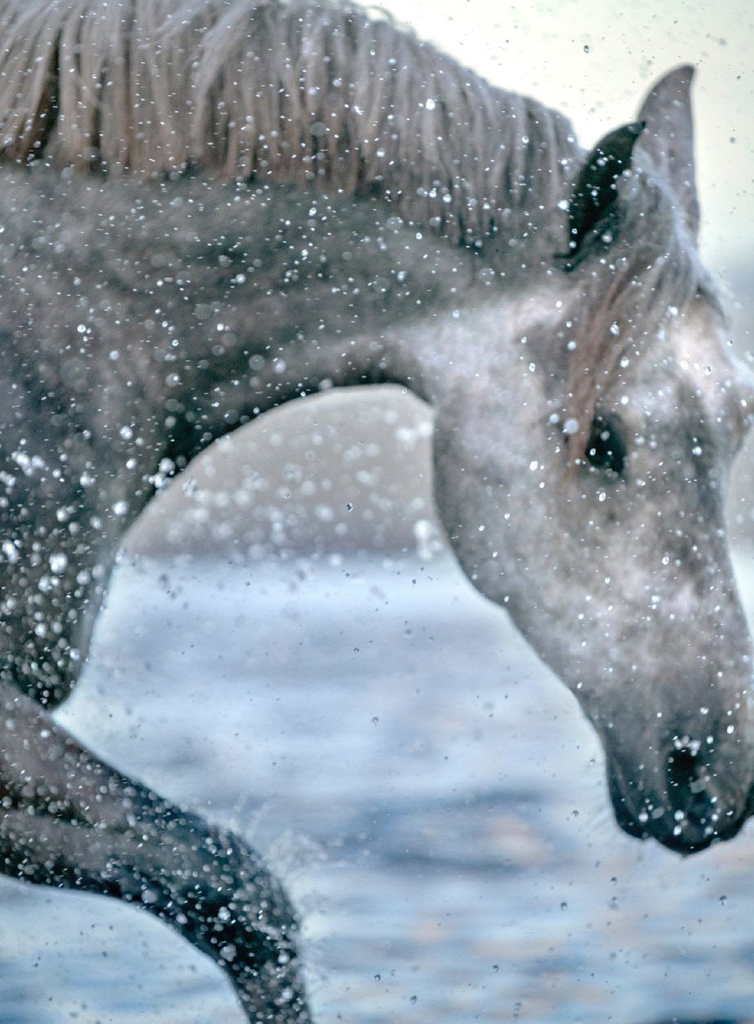 Horse Out Of Water