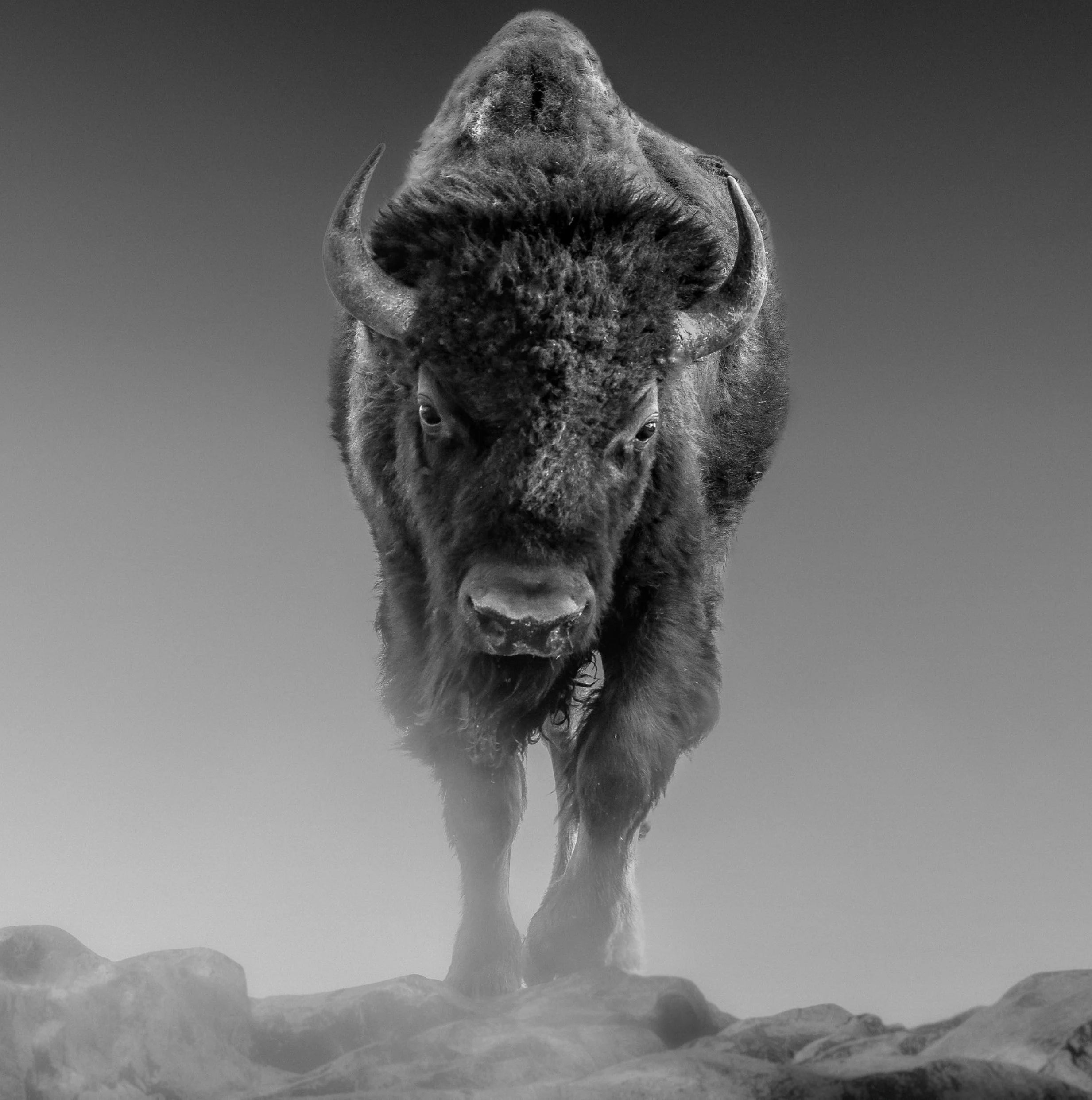 Bison Horizon