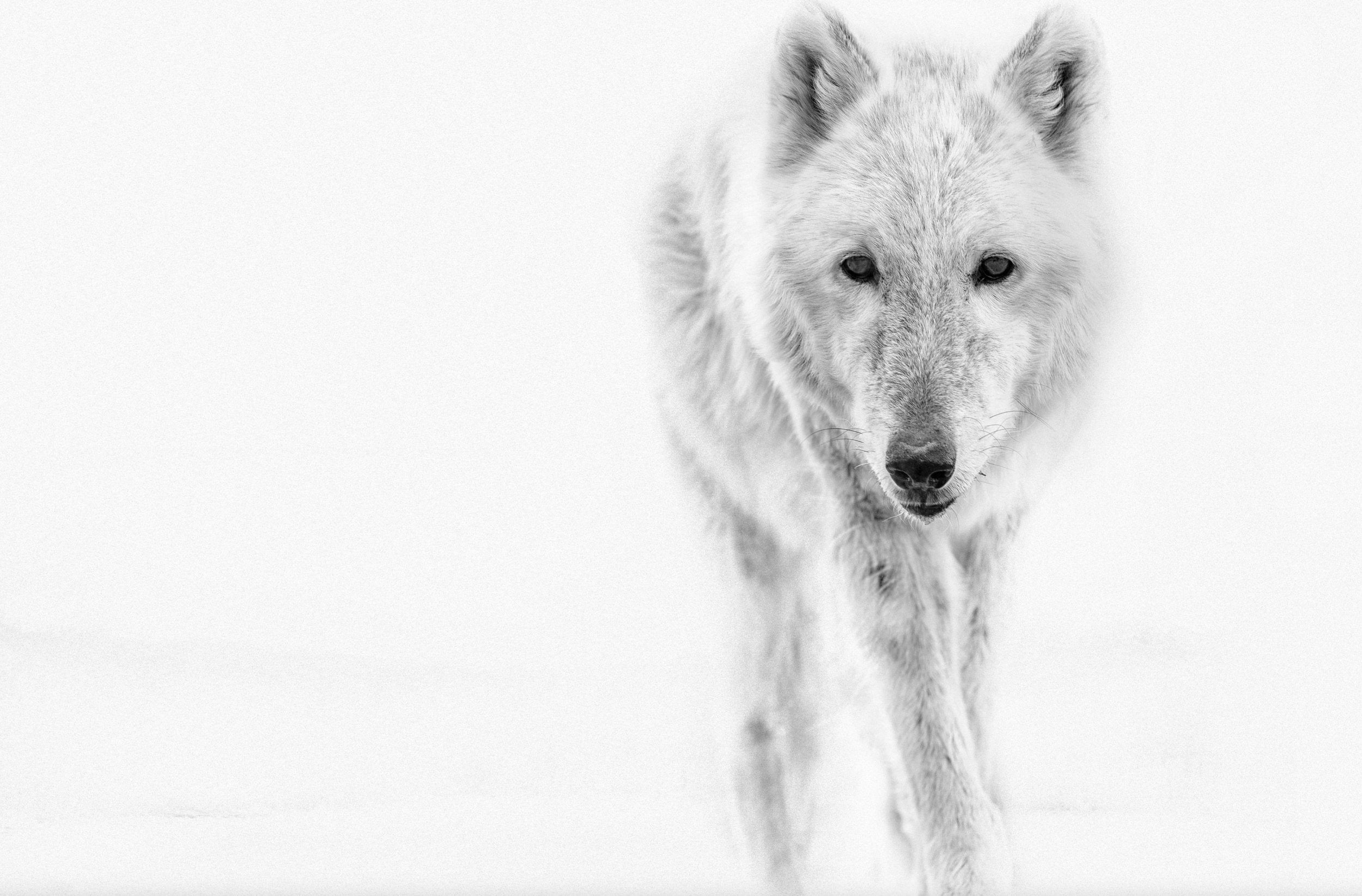 Arctic Wolf