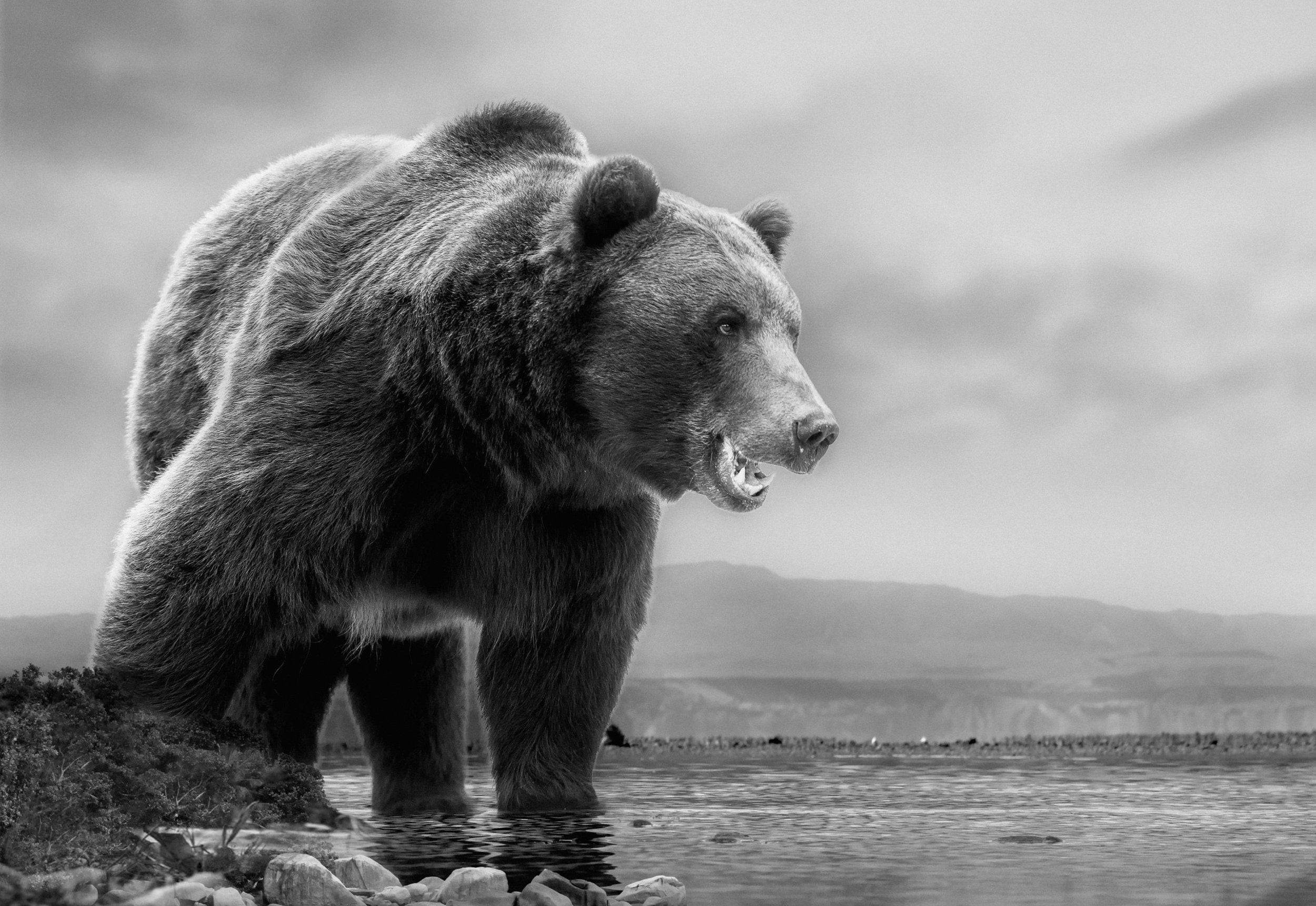 Bear Fishing