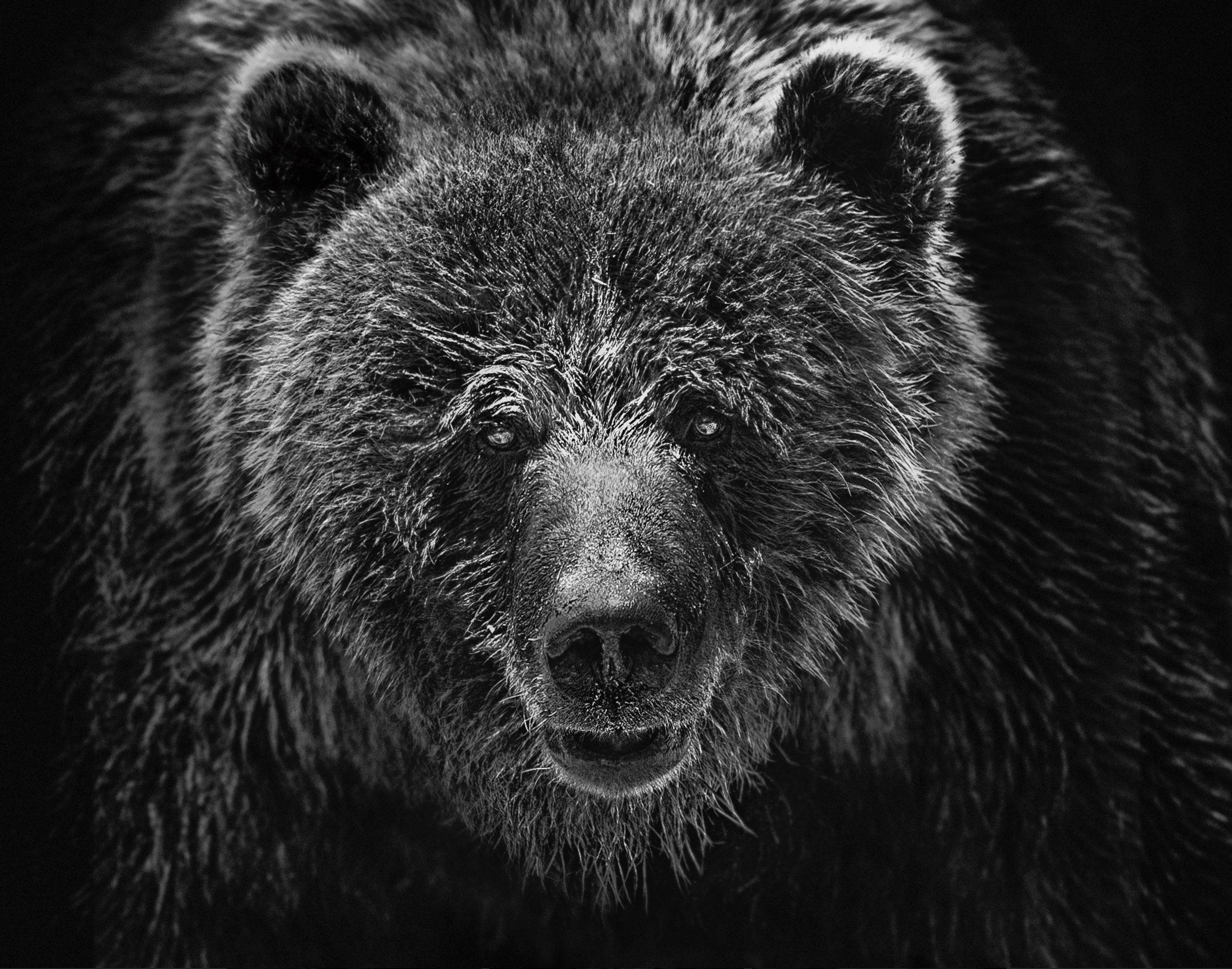 Bear Portrait
