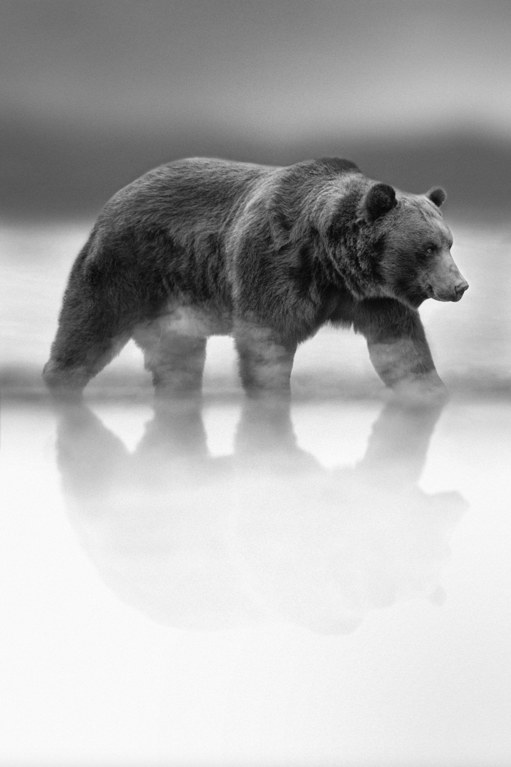 Bear Reflection