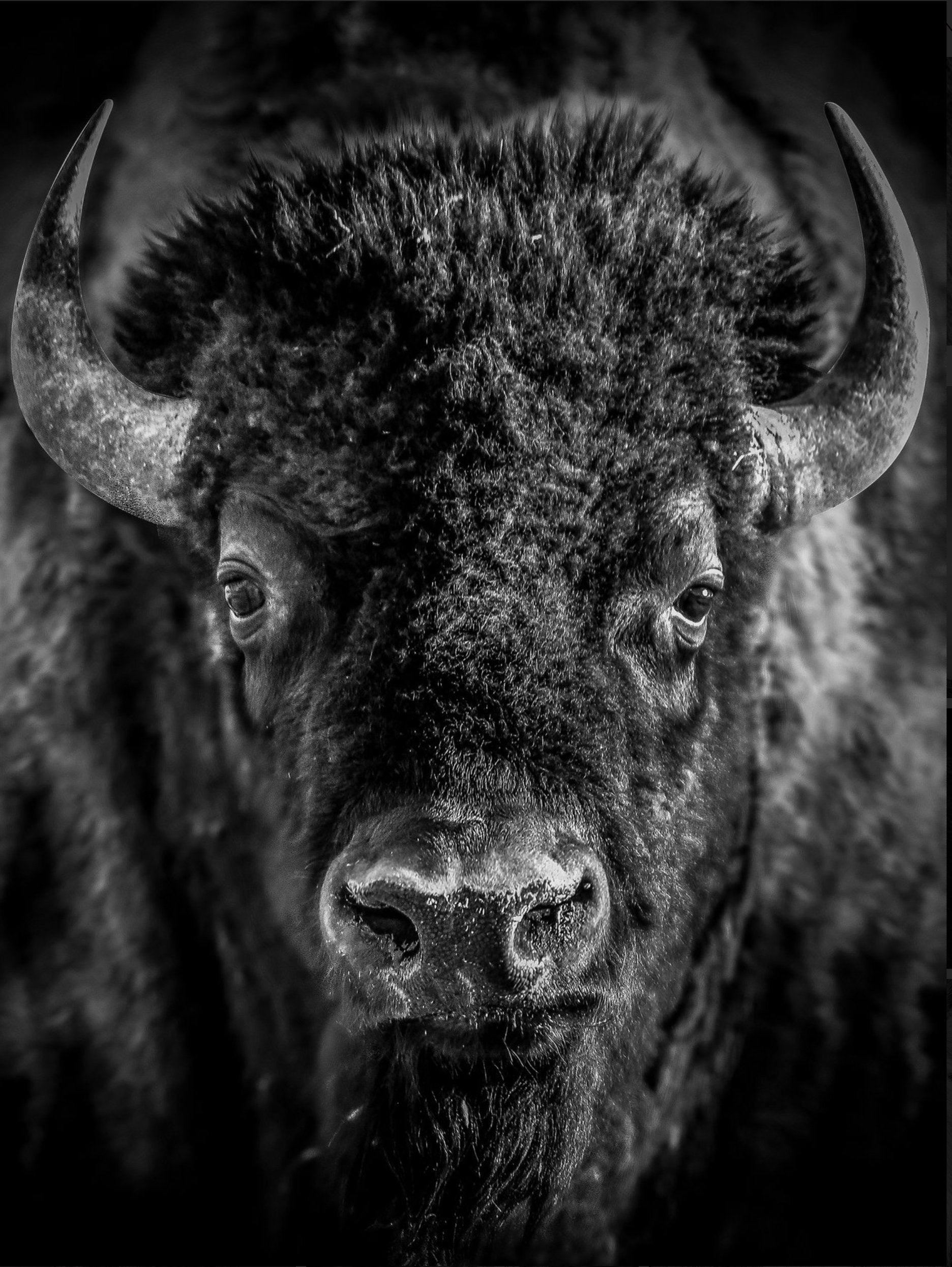 Bison Portrait