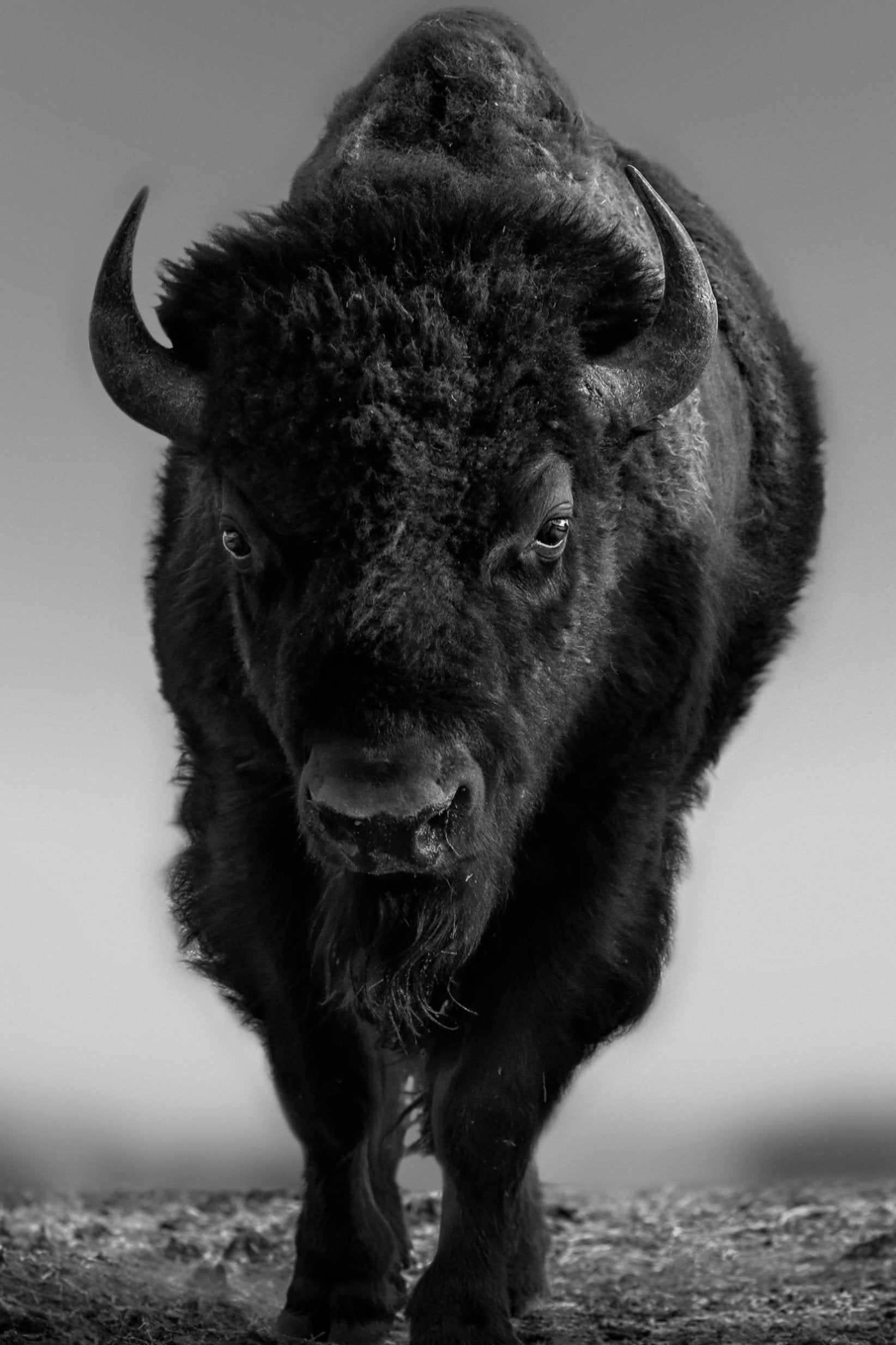 Bison Walking