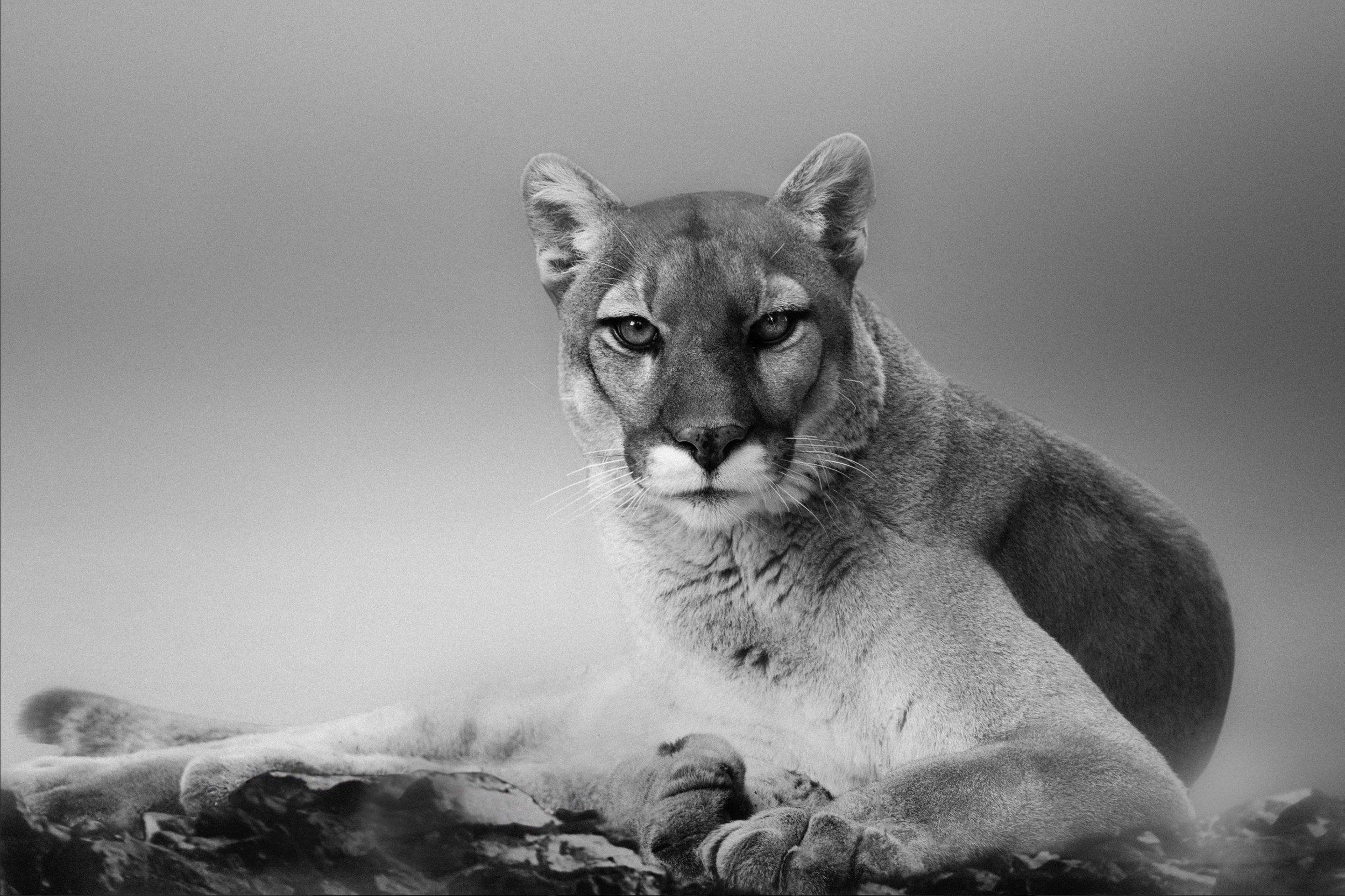 Cougar Stare