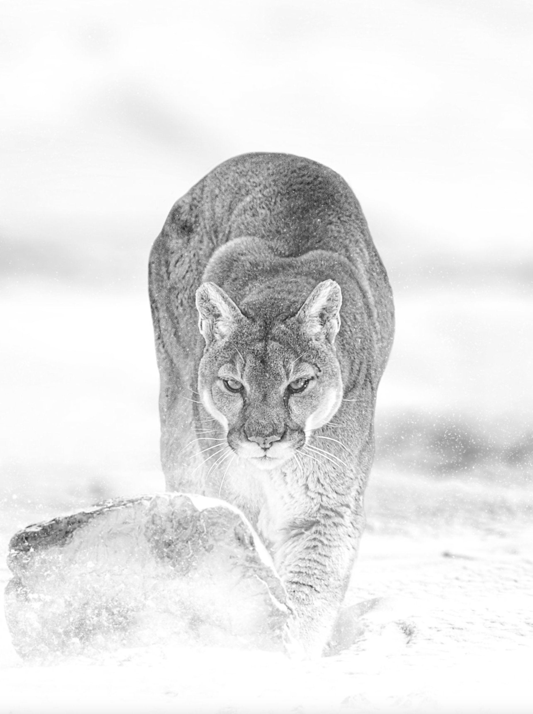Ghost of the Mountain