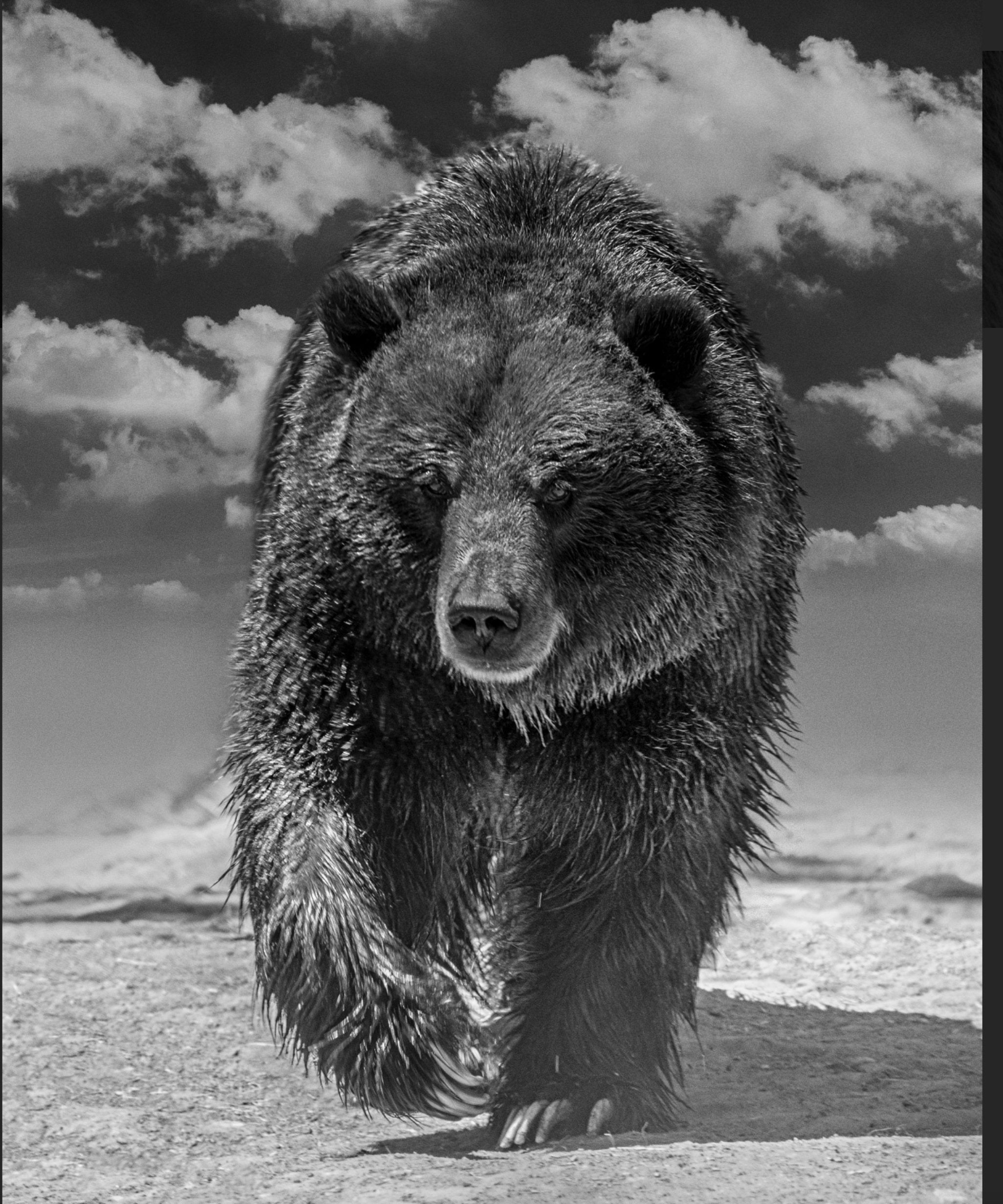 Grizzly Shores