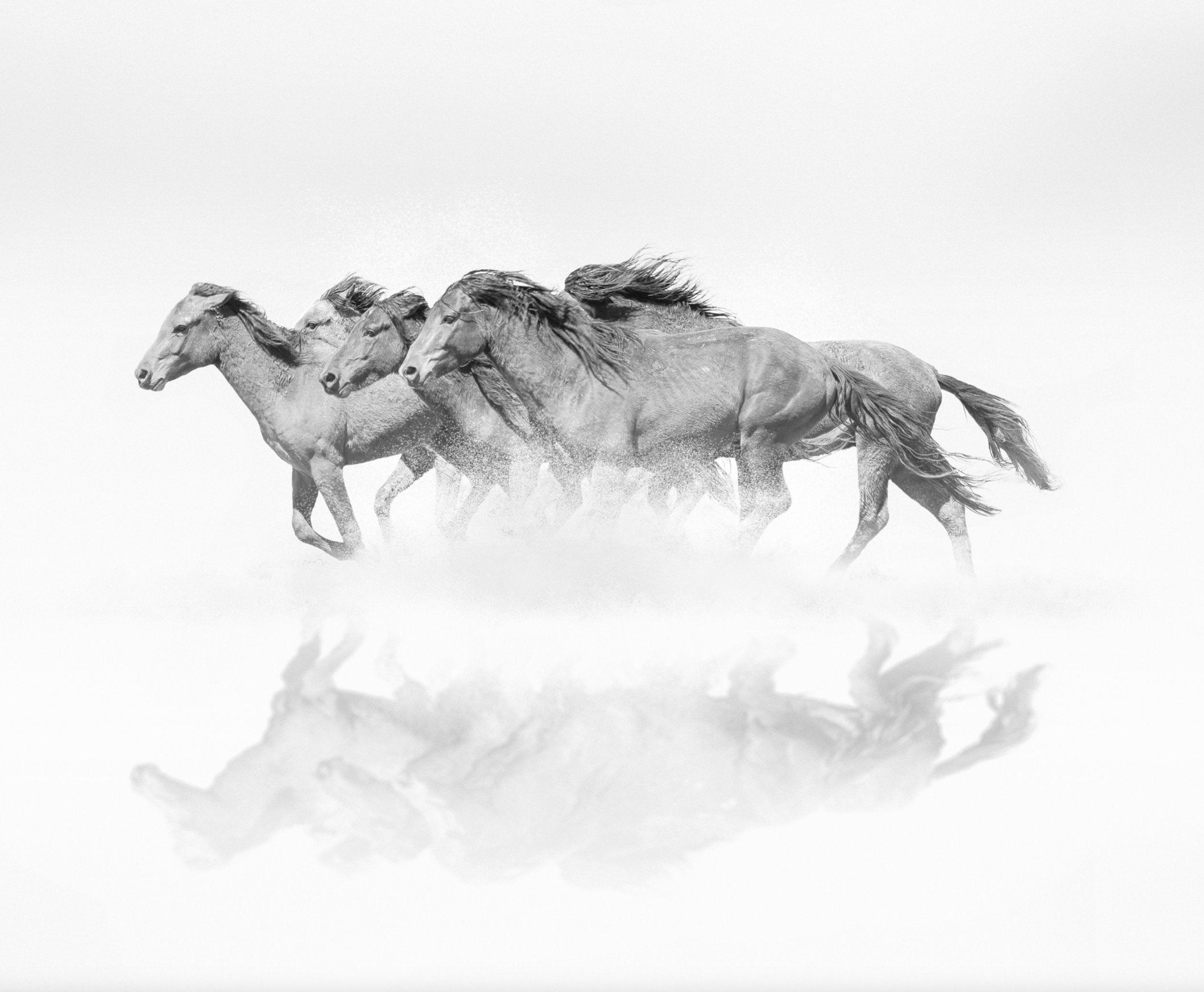 Horses Reflections