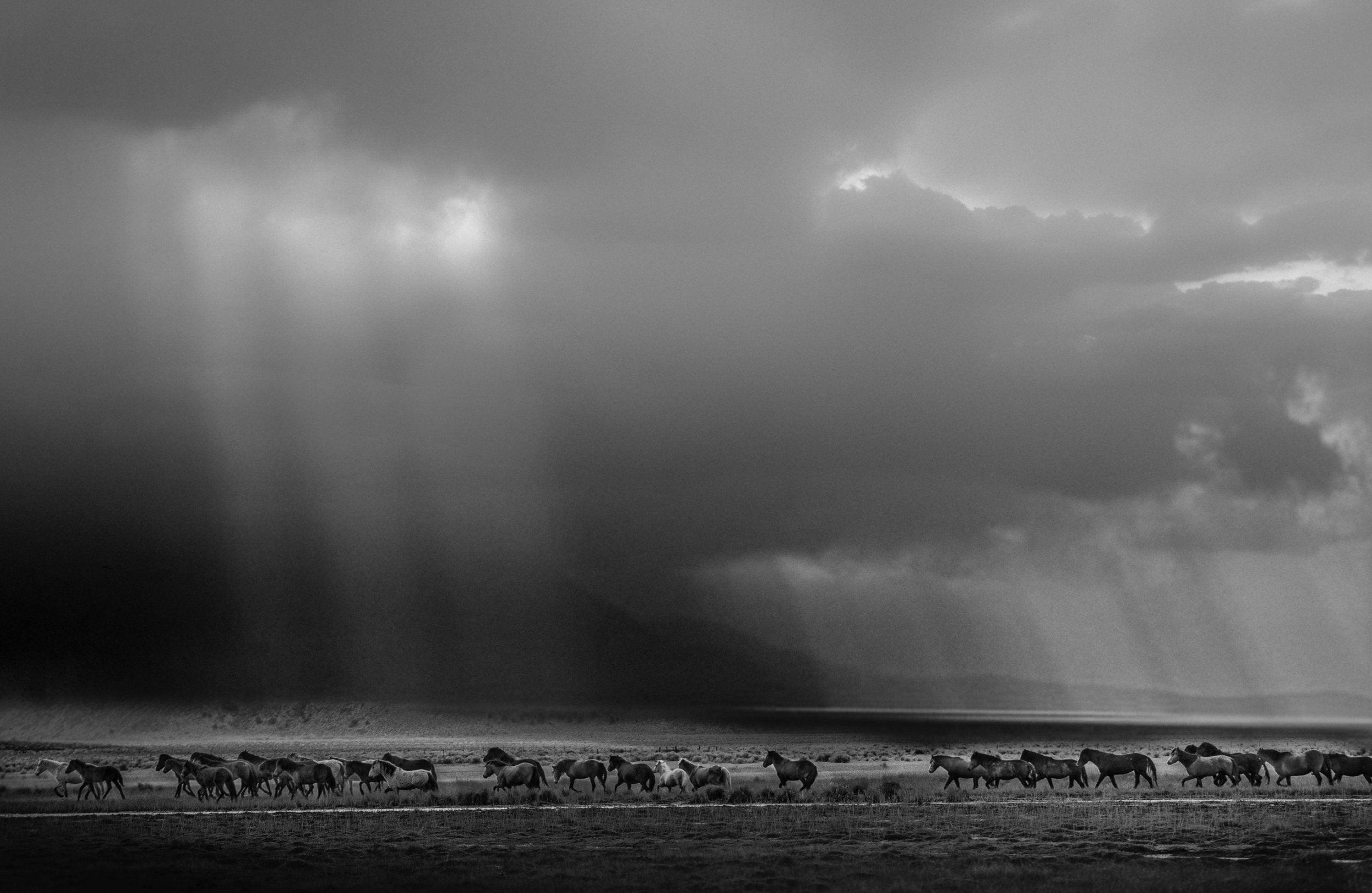 Horses in the Storm