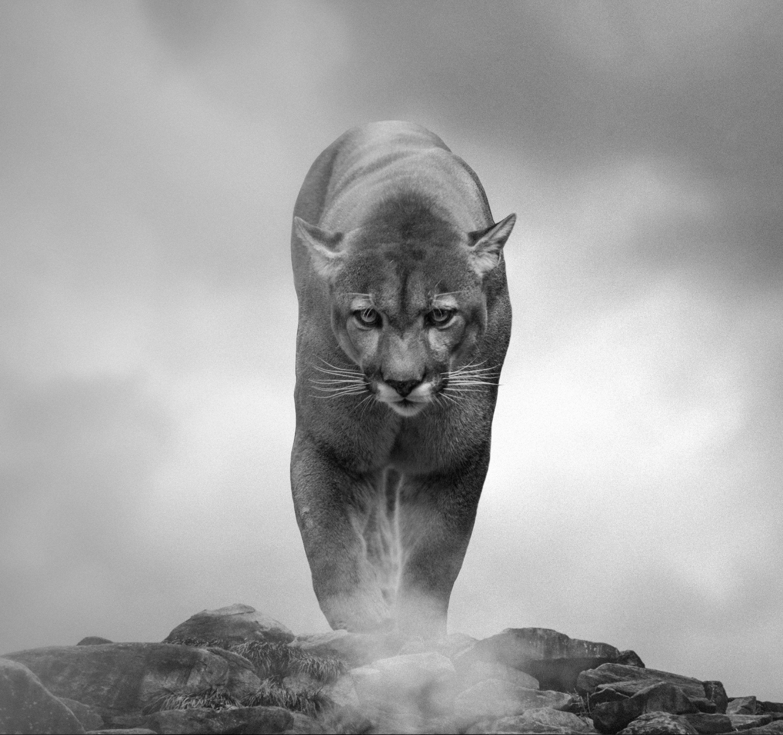 King of the Mountain