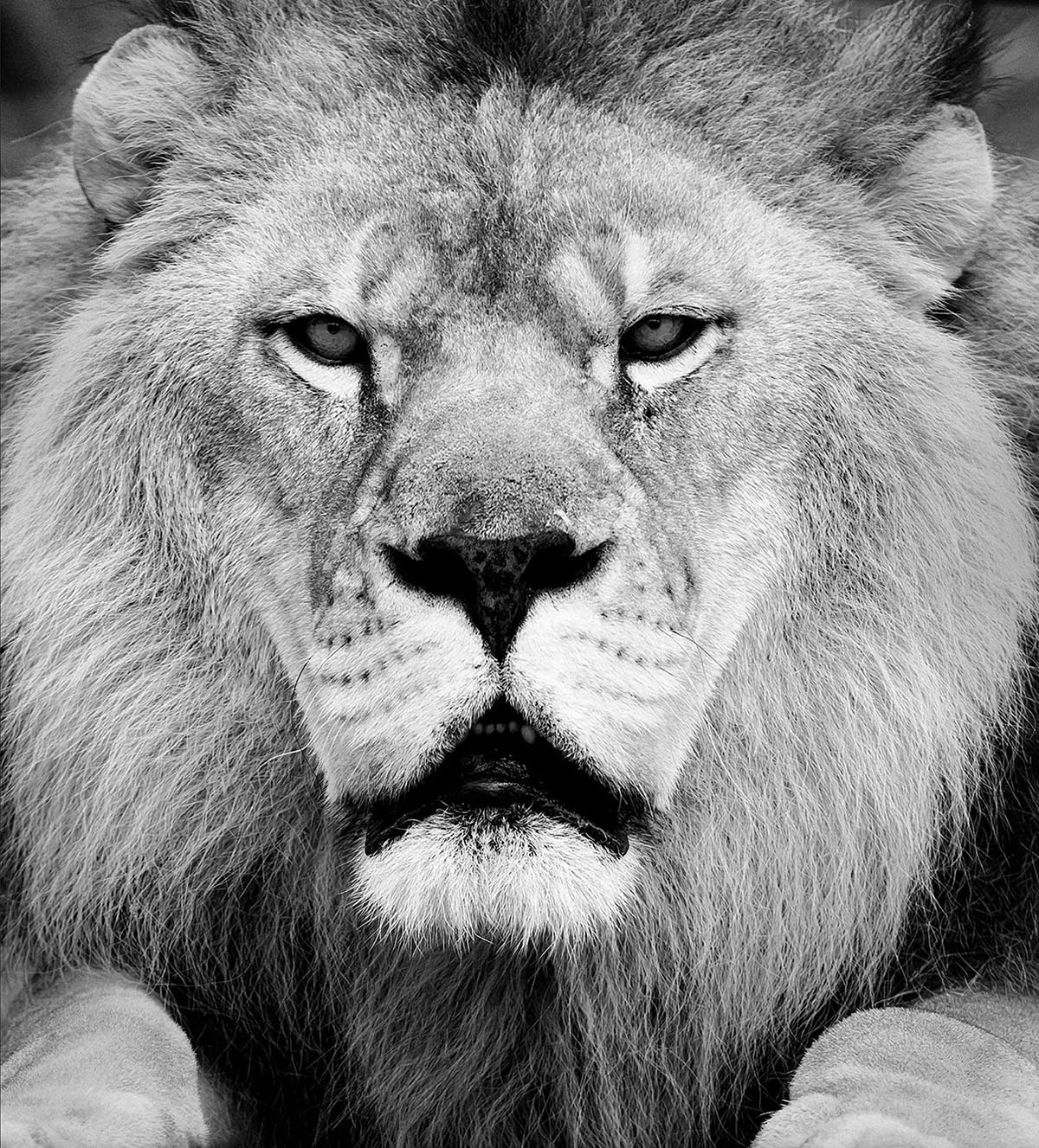 Lion Portrait