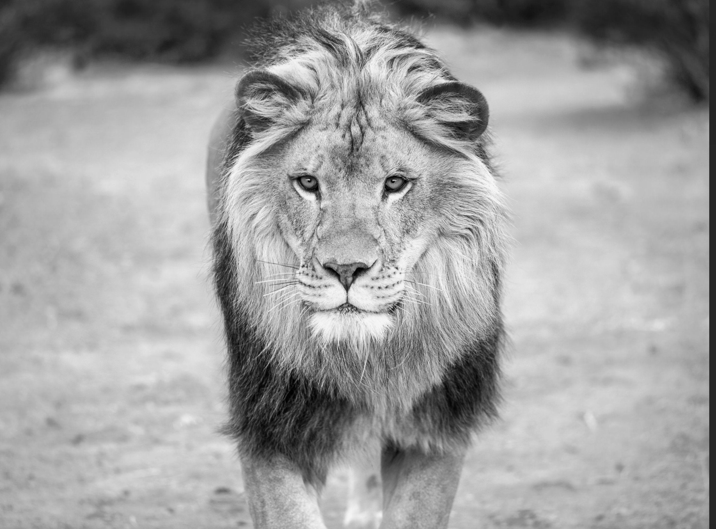 Lion Stare