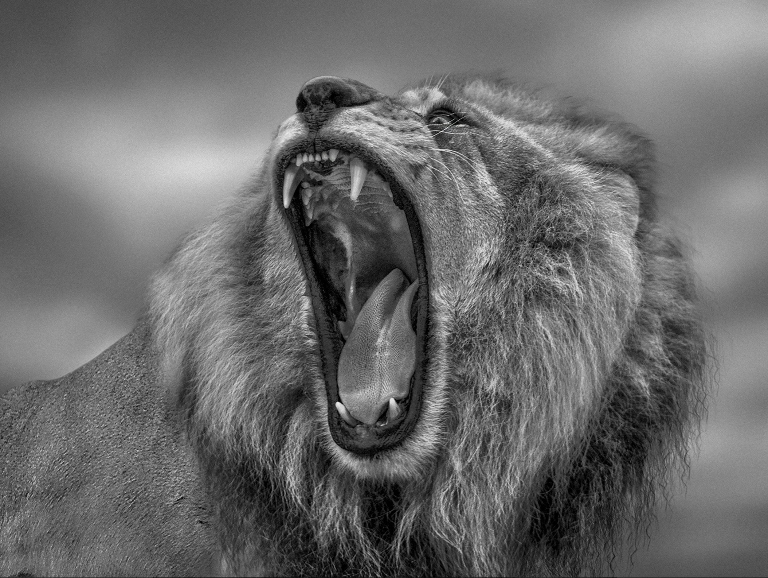 Lion Yawn
