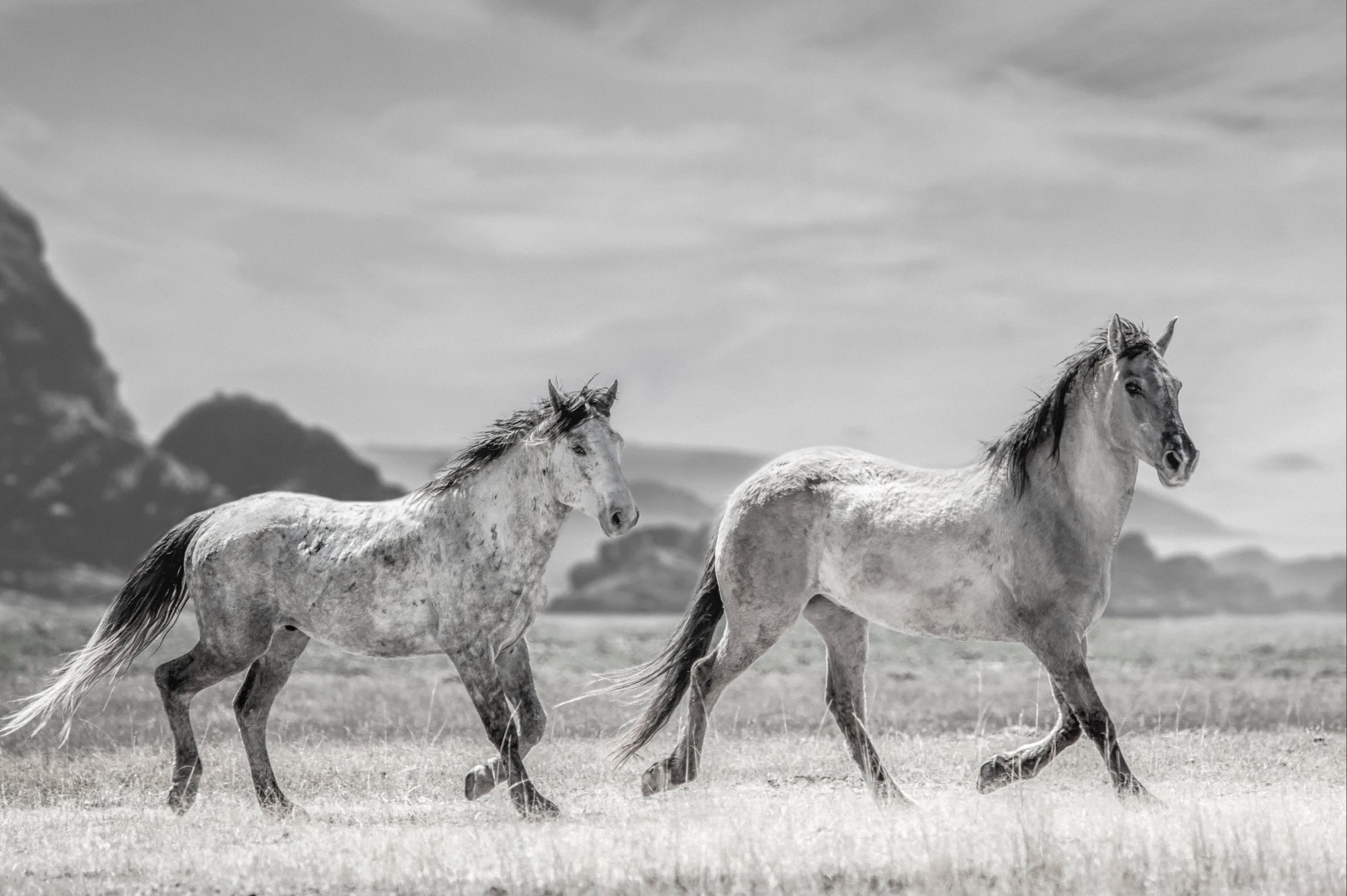 Mustangs in the Field