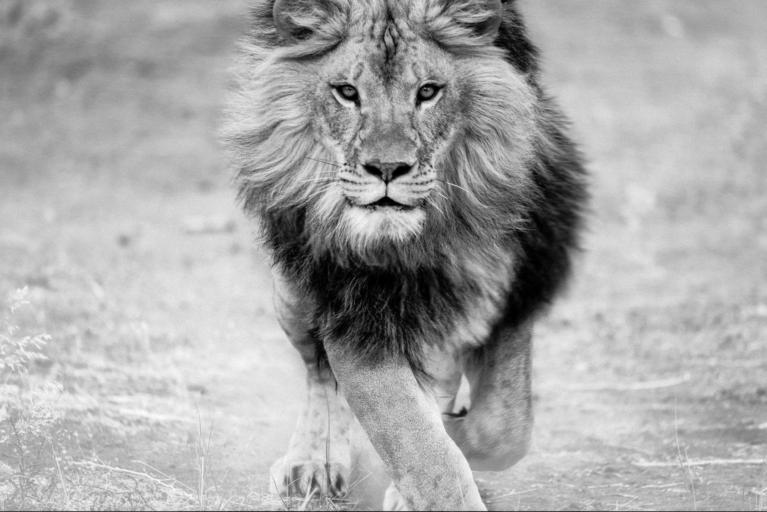 Panthera Leo