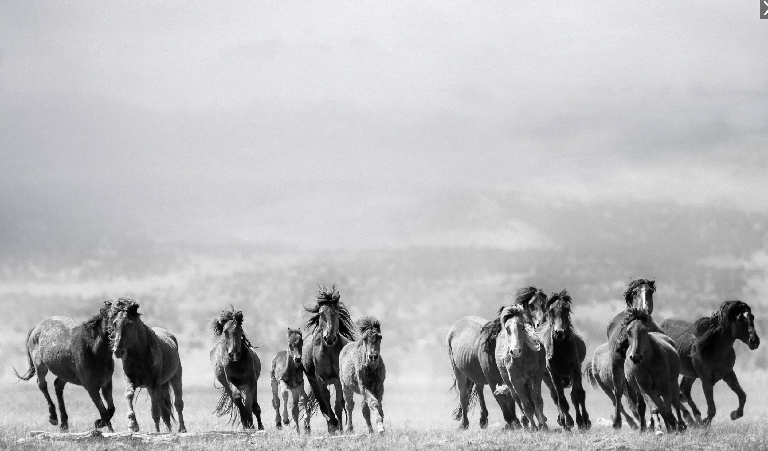 Running Mustangs