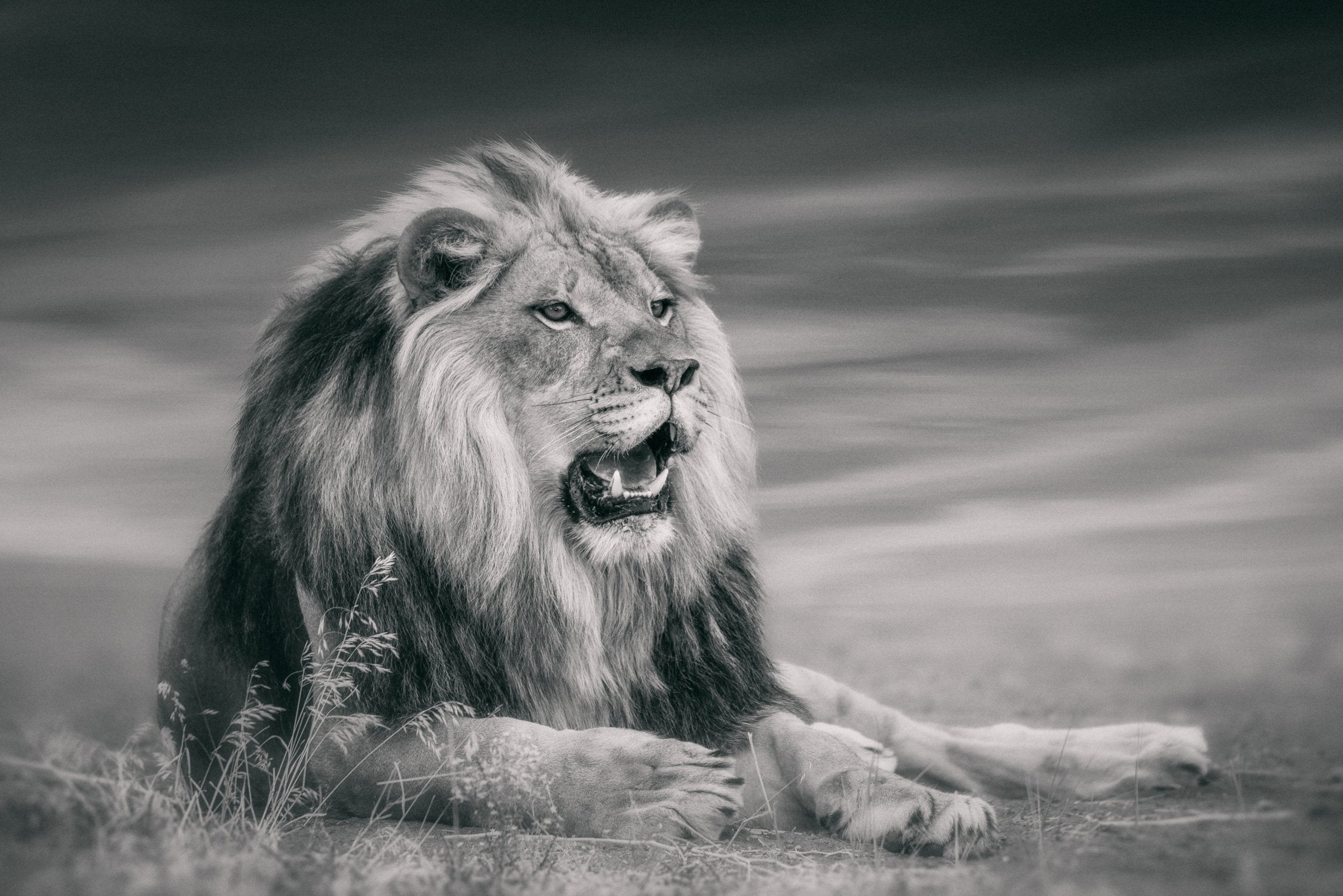 The King of the Pride