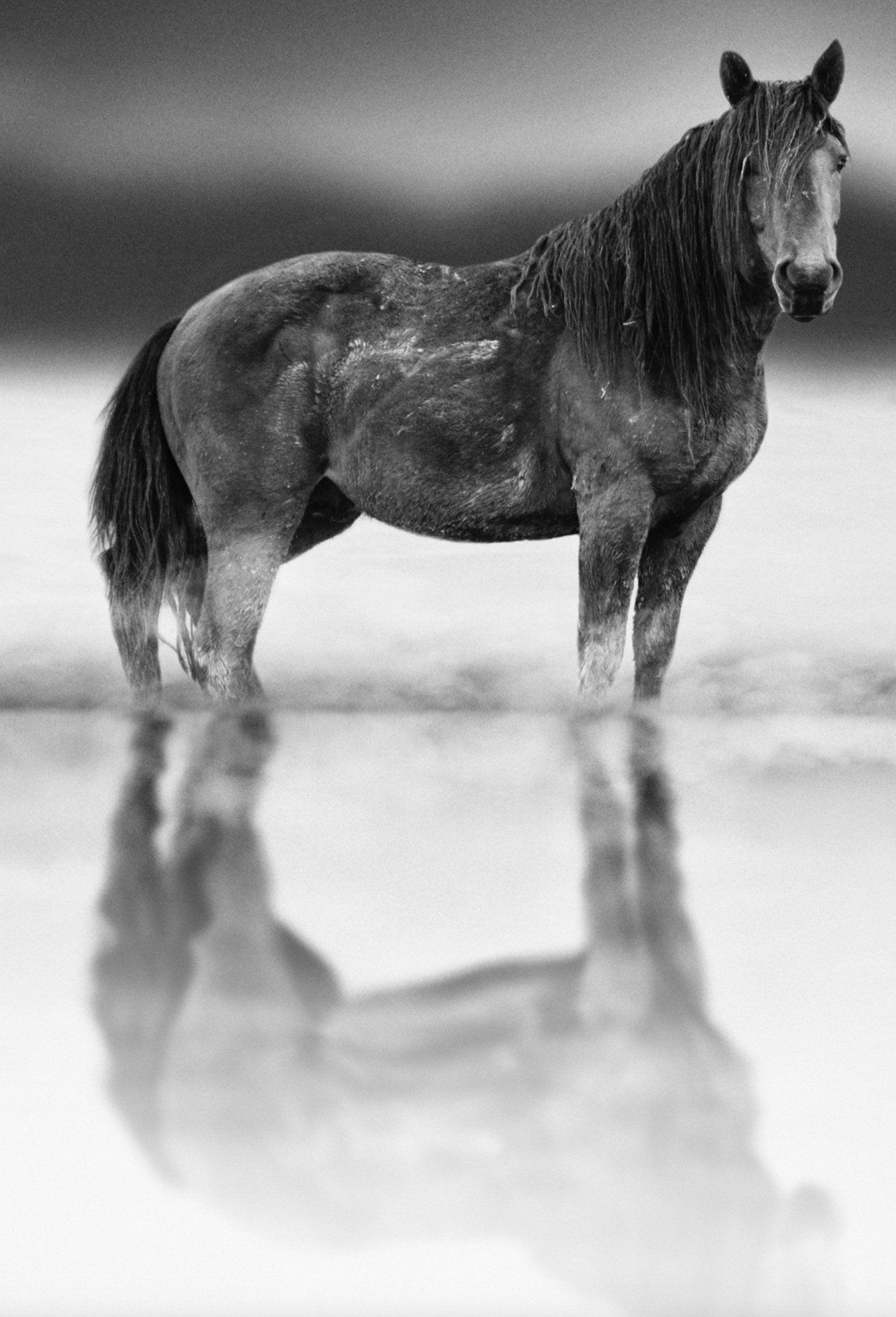 Wild Mustang Reflection