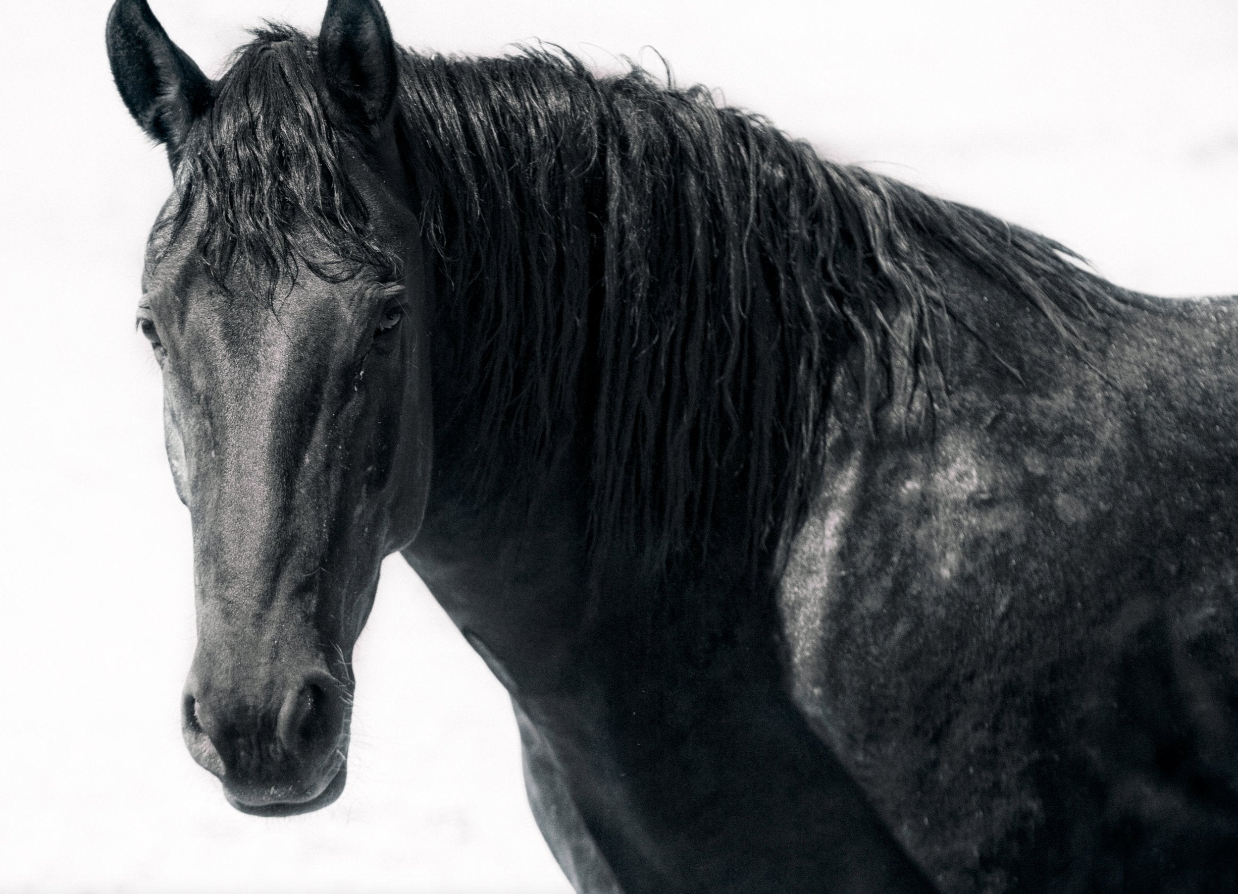 Wild Mustang Stare