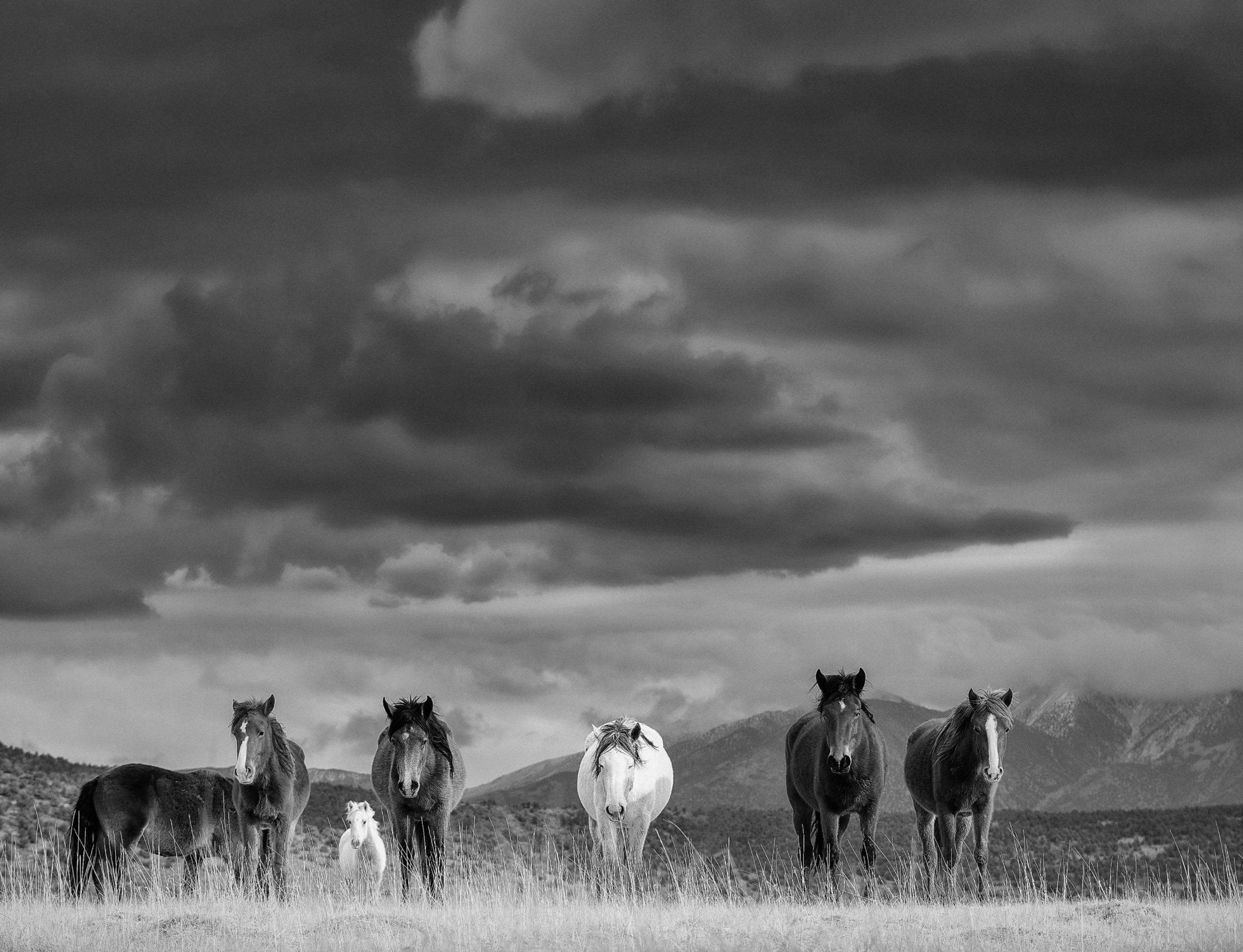 Mustangs Magnificent Seven
