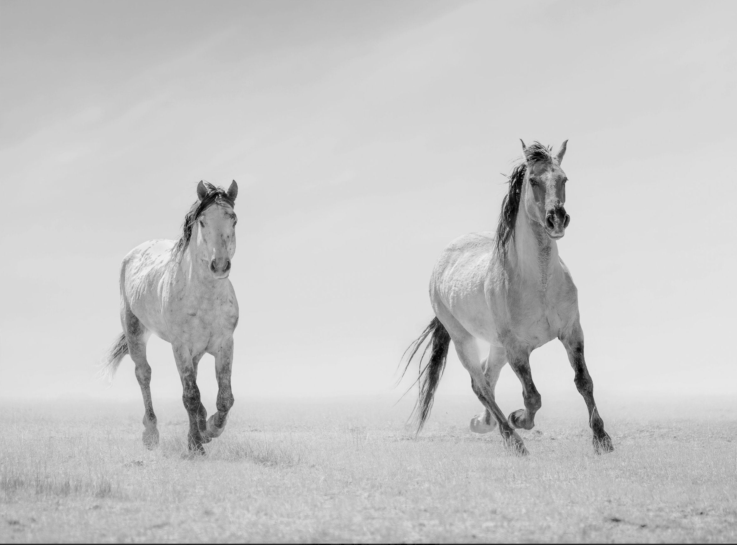Wild Mustangs Running