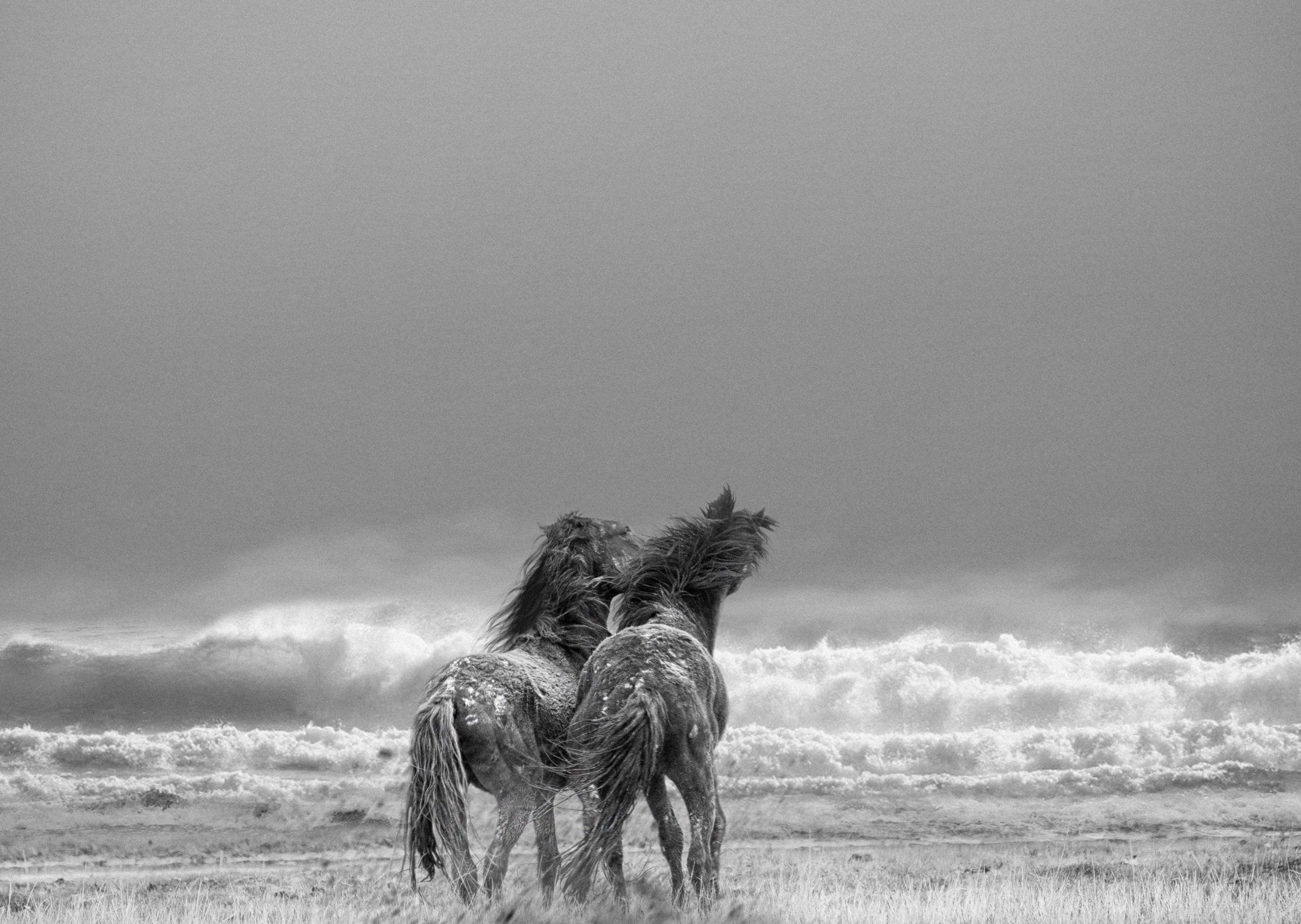 Wild Mustangs the Kiss