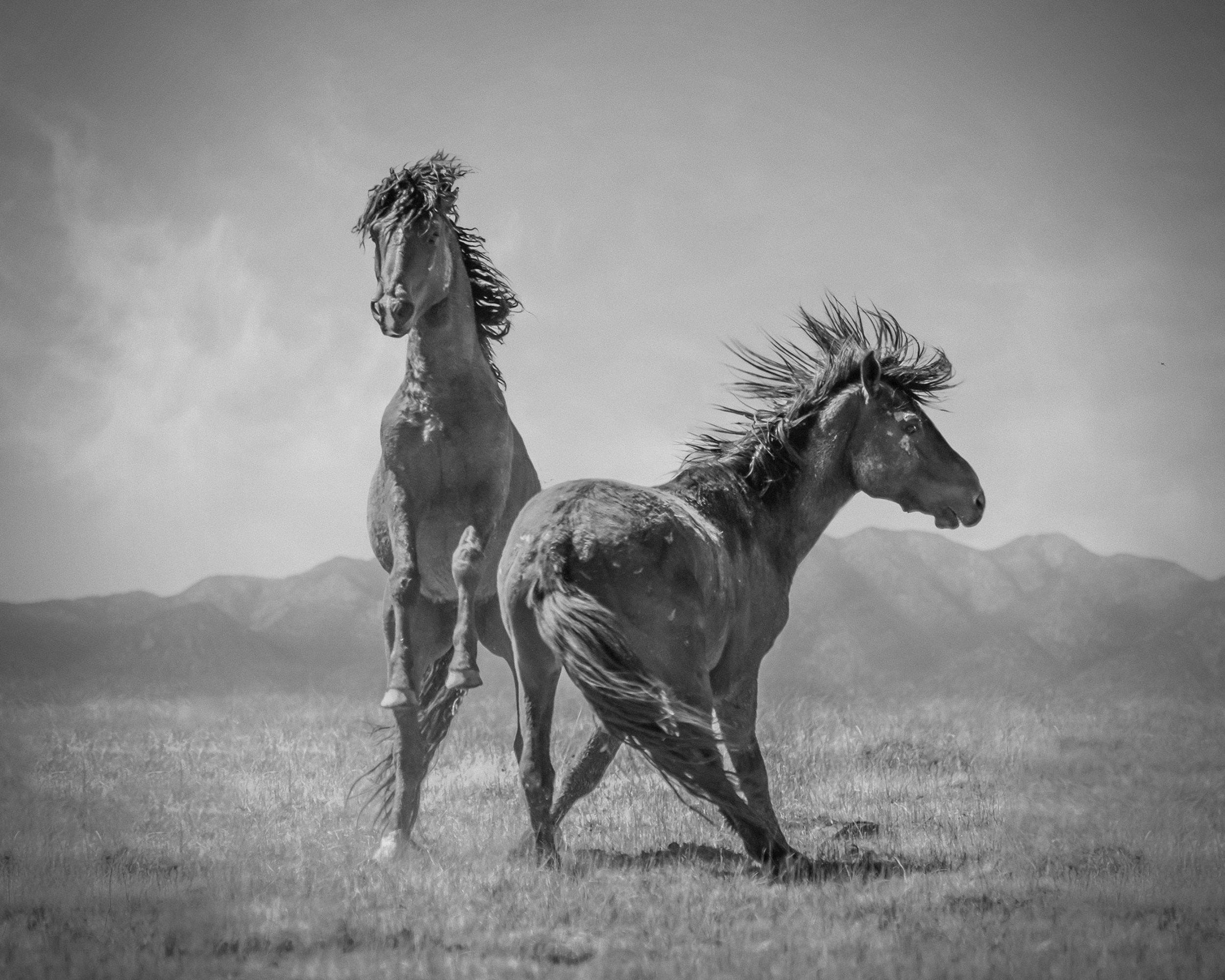 Wonder Horses